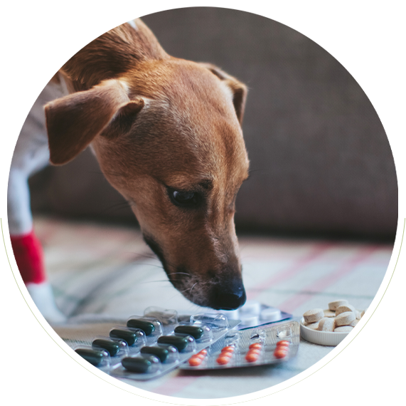 Dog meds best sale online
